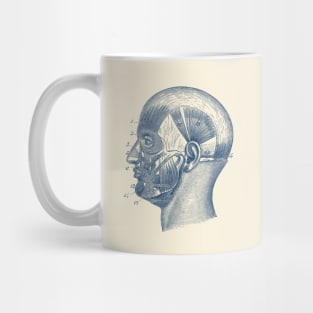 Human Skull Muscular Diagram Mug